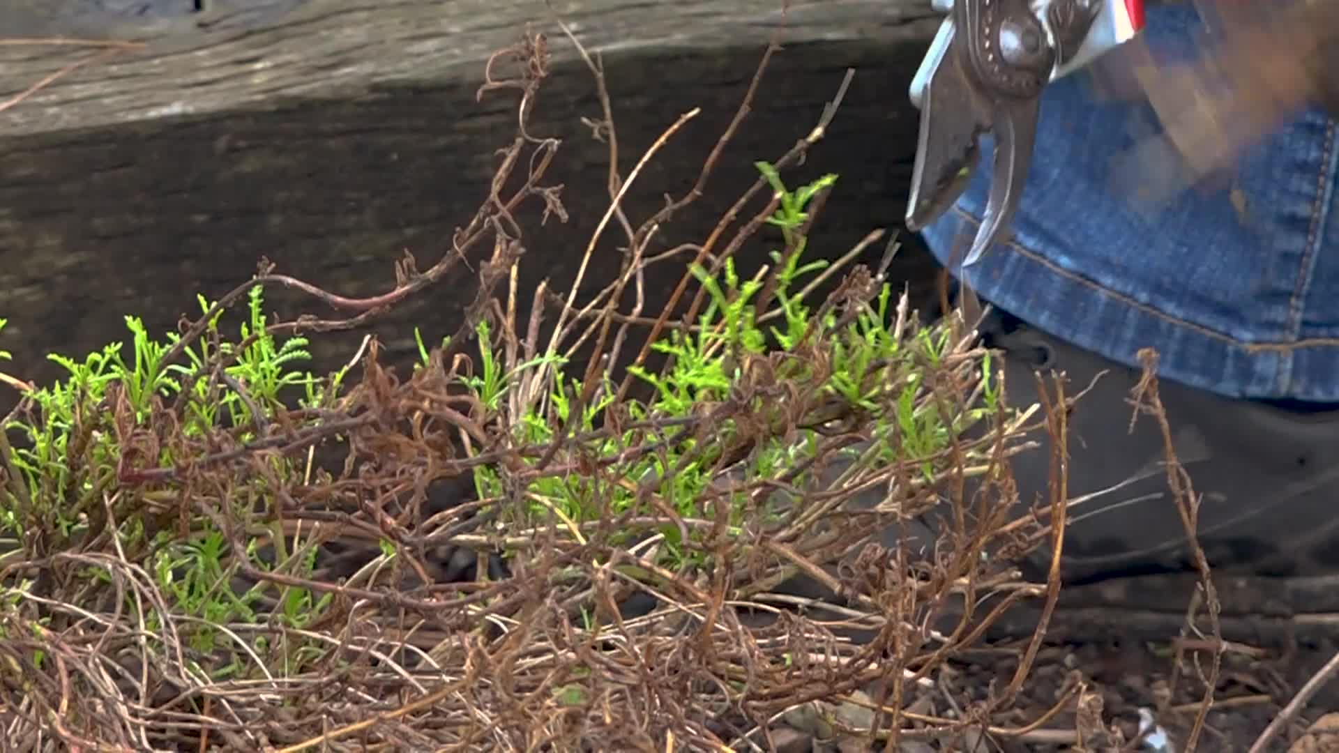 A Walk in the Garden