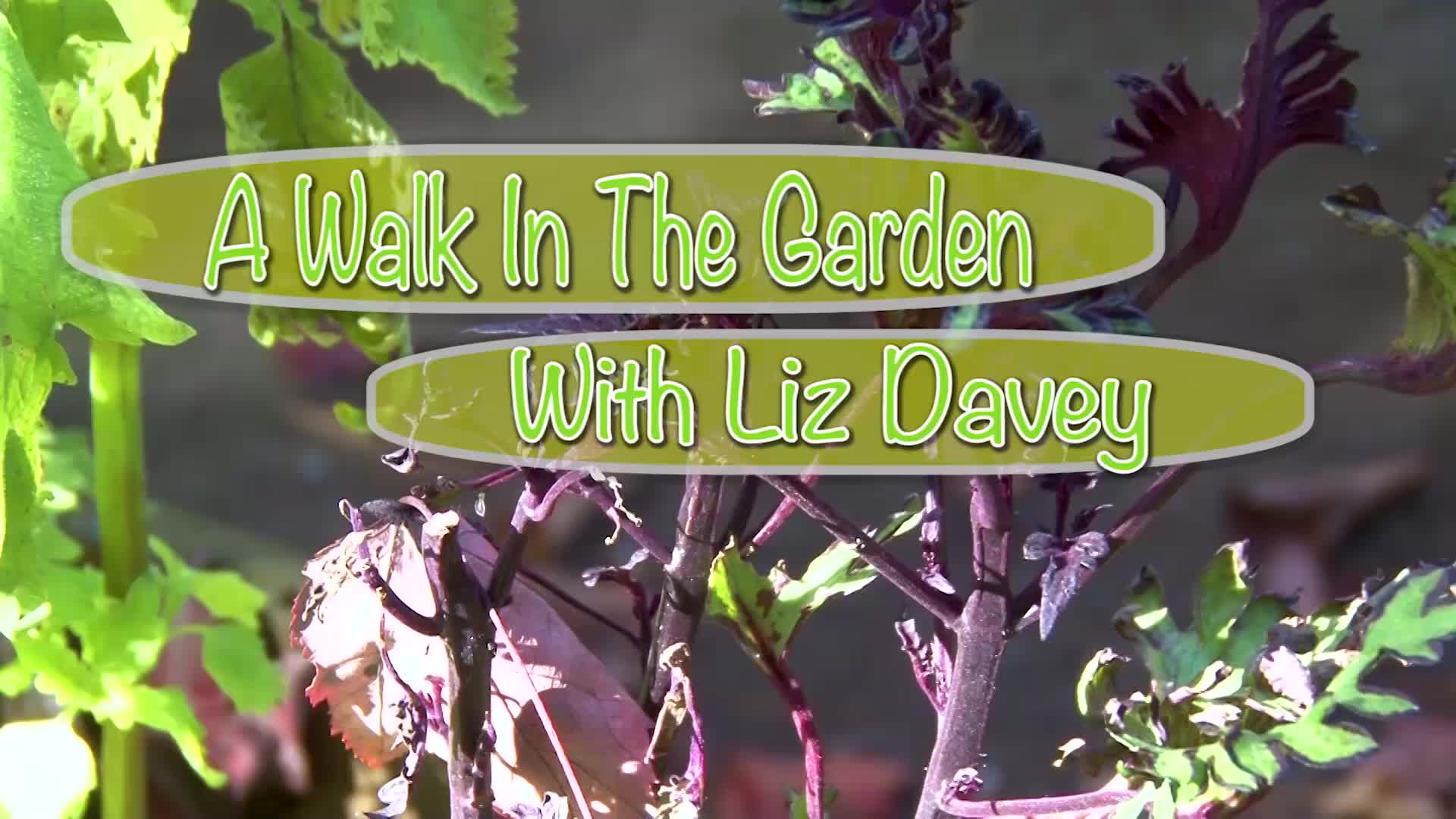 A walk in the Garden