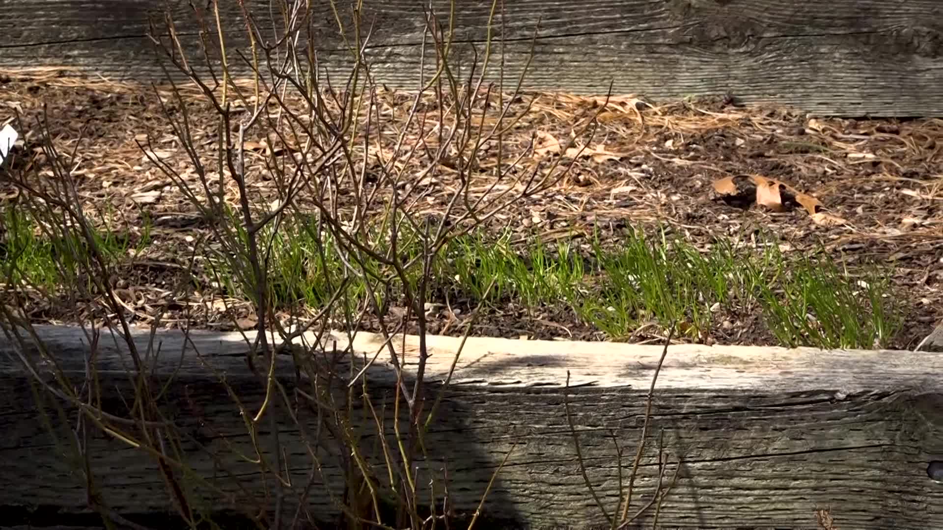  A Walk in the Garden: Spring Lunch